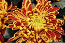 Выставка цветов в Голландии "Floriada"