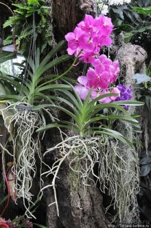 Выставка цветов в Голландии "Floriada"