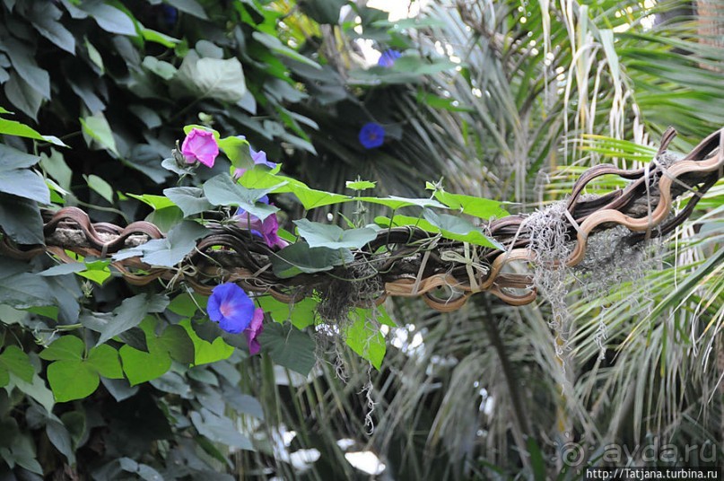 Выставка цветов в Голландии "Floriada"