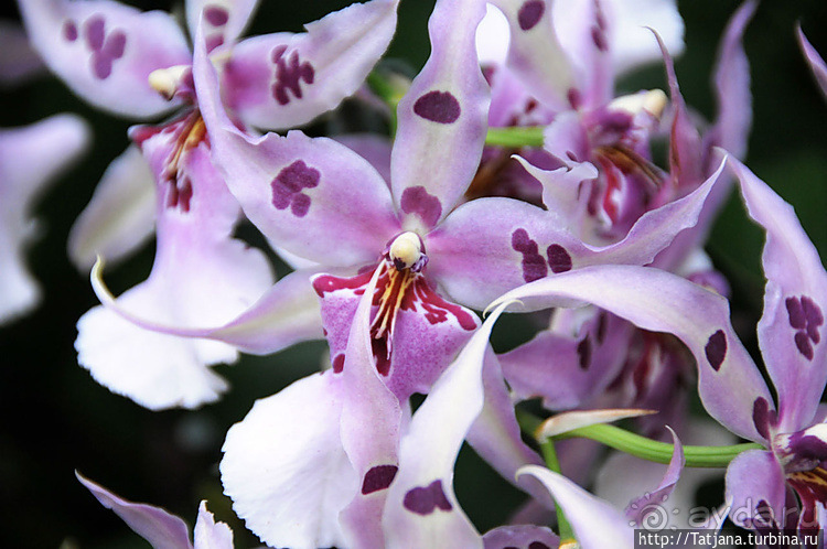 Выставка цветов в Голландии "Floriada"