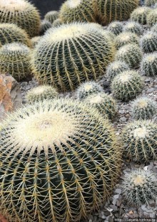 Выставка цветов в Голландии "Floriada"