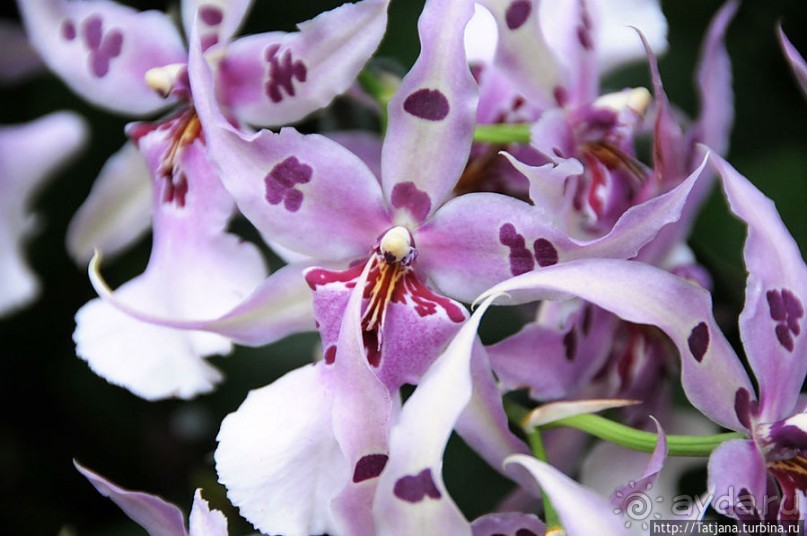 Выставка цветов в Голландии "Floriada"