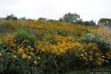 Выставка цветов в Голландии "Floriada"