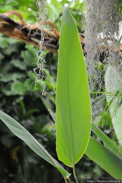 Выставка цветов в Голландии "Floriada"