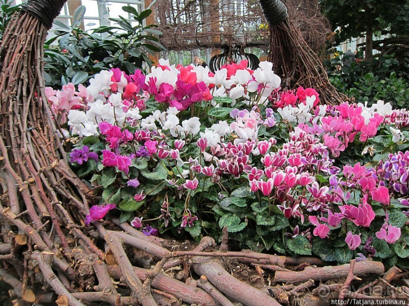 Выставка цветов в Голландии "Floriada"