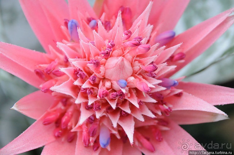 Выставка цветов в Голландии "Floriada"