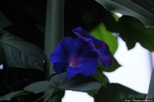 Выставка цветов в Голландии "Floriada"