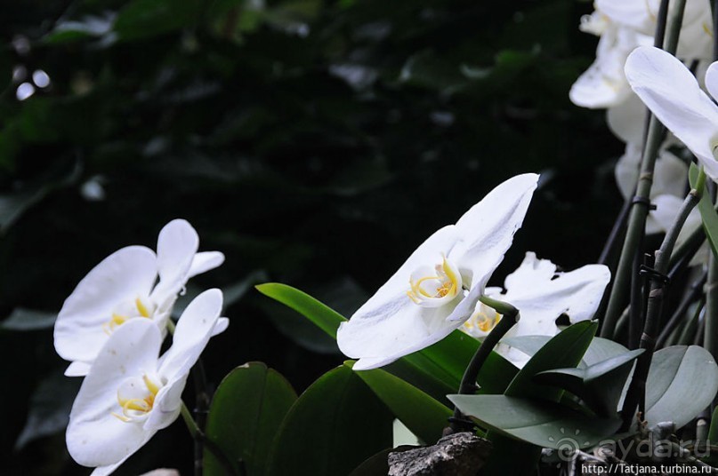 Выставка цветов в Голландии "Floriada"