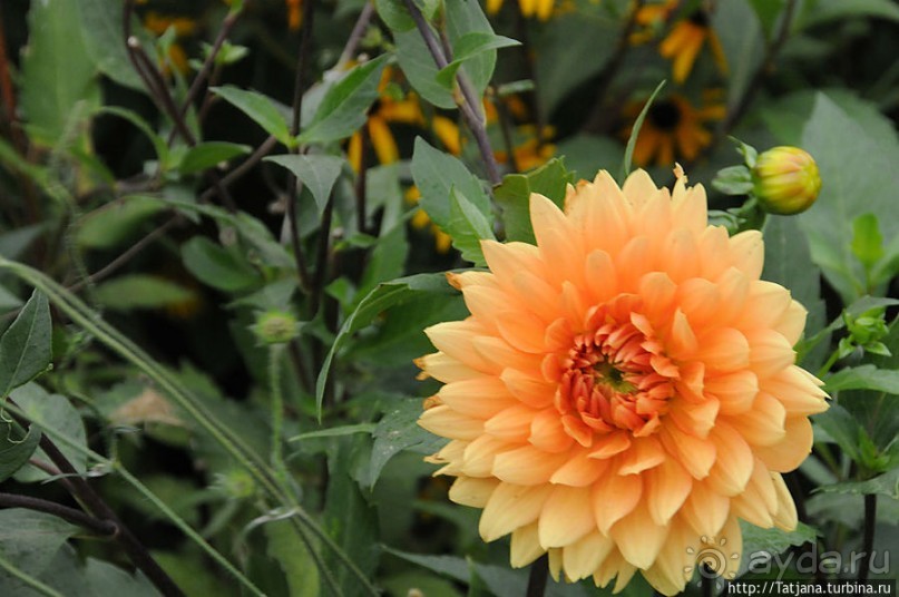 Выставка цветов в Голландии "Floriada"