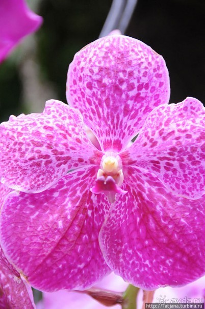 Выставка цветов в Голландии "Floriada"