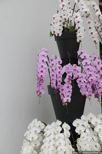 Выставка цветов в Голландии "Floriada"