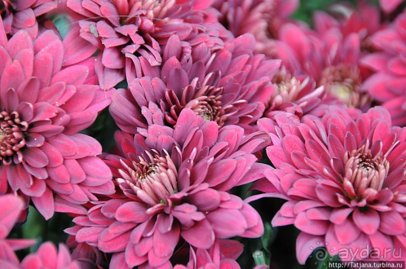 Выставка цветов в Голландии "Floriada"