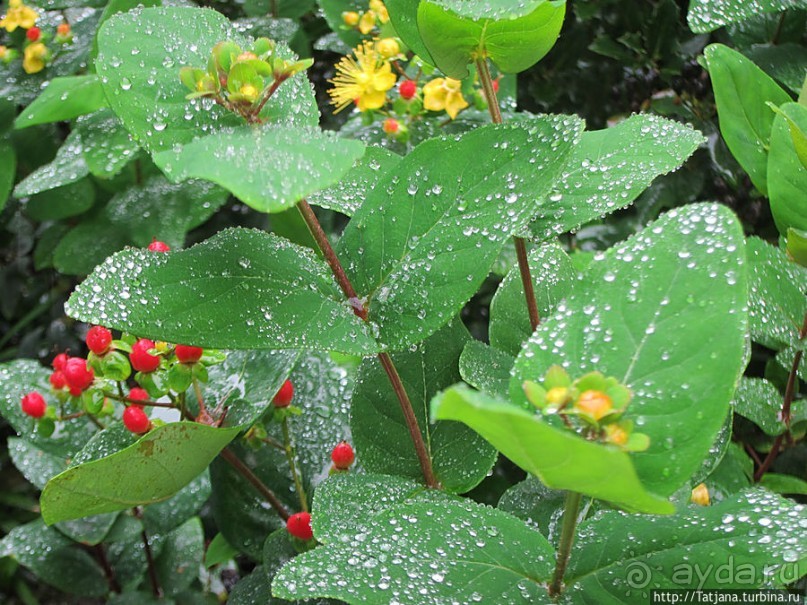 Выставка цветов в Голландии "Floriada"
