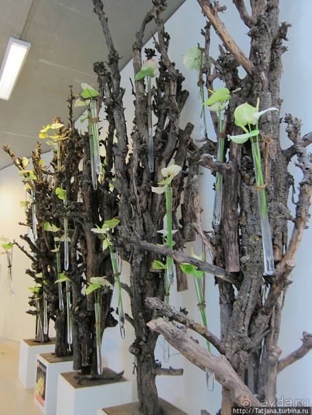 Выставка цветов в Голландии "Floriada"