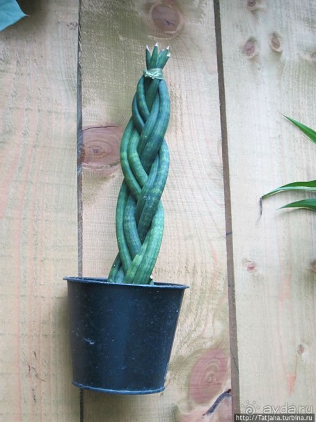 Выставка цветов в Голландии "Floriada"