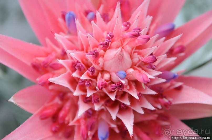 Выставка цветов в Голландии "Floriada"