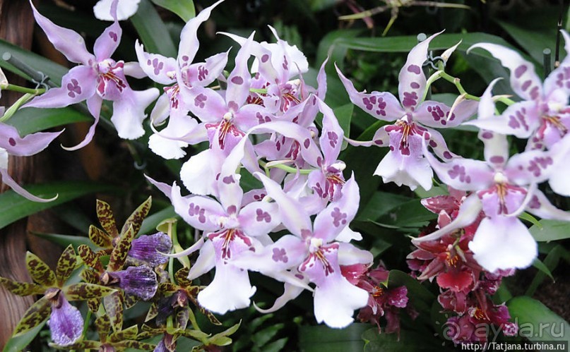 Выставка цветов в Голландии "Floriada"