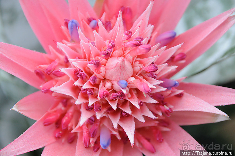 Выставка цветов в Голландии "Floriada"