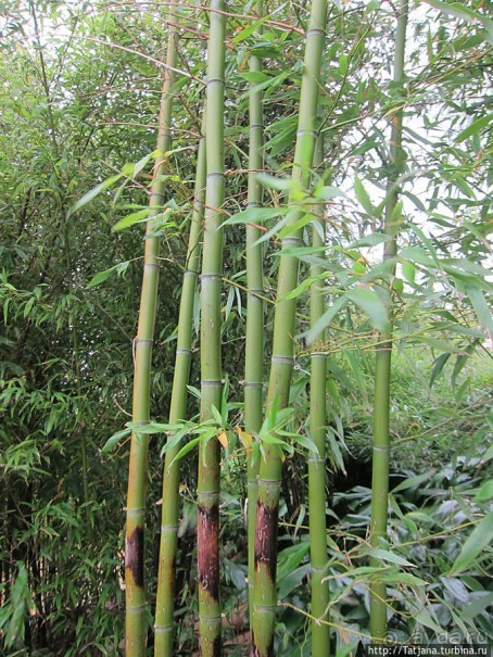 Выставка цветов в Голландии "Floriada"