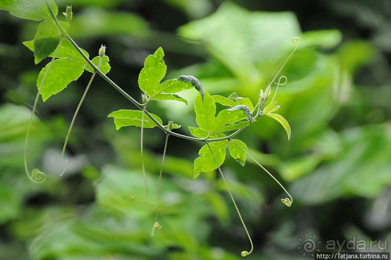 Выставка цветов в Голландии "Floriada"