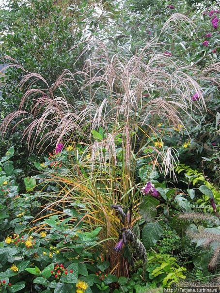 Выставка цветов в Голландии "Floriada"