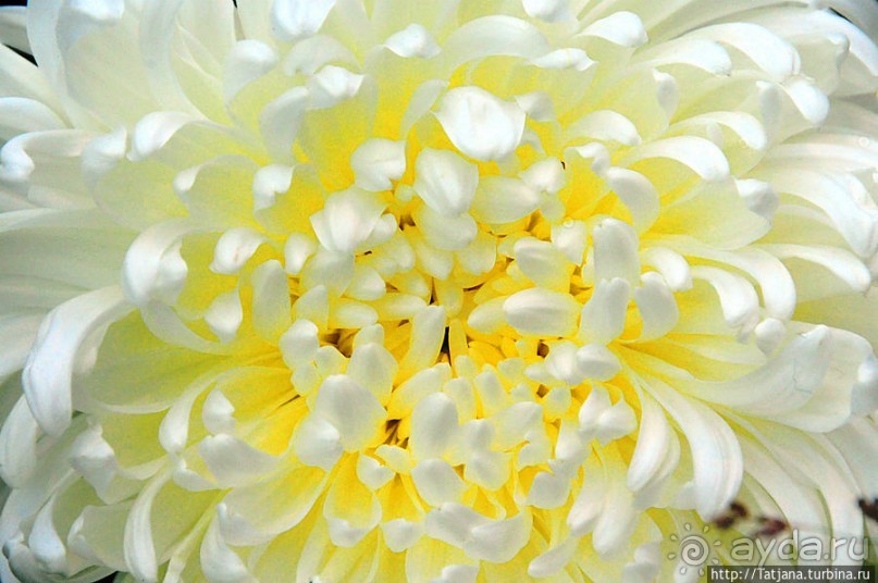 Выставка цветов в Голландии "Floriada"