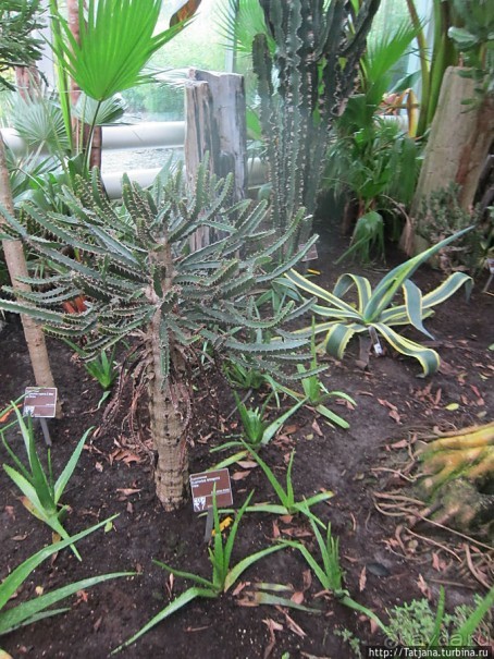 Выставка цветов в Голландии "Floriada"