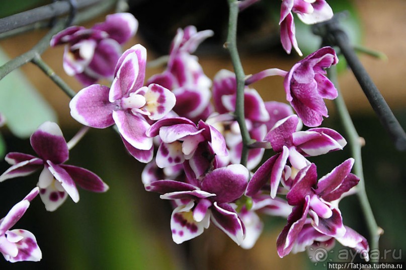 Выставка цветов в Голландии "Floriada"