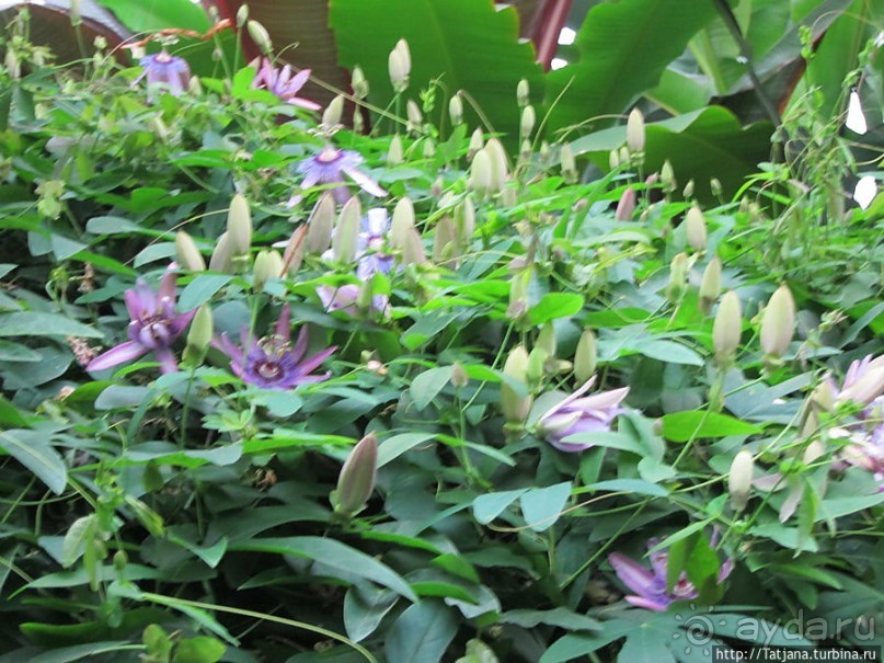 Выставка цветов в Голландии "Floriada"