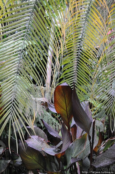 Выставка цветов в Голландии "Floriada"