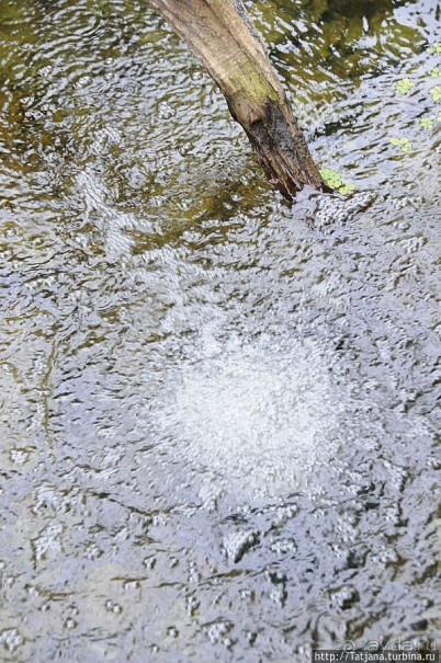 Выставка цветов в Голландии "Floriada"