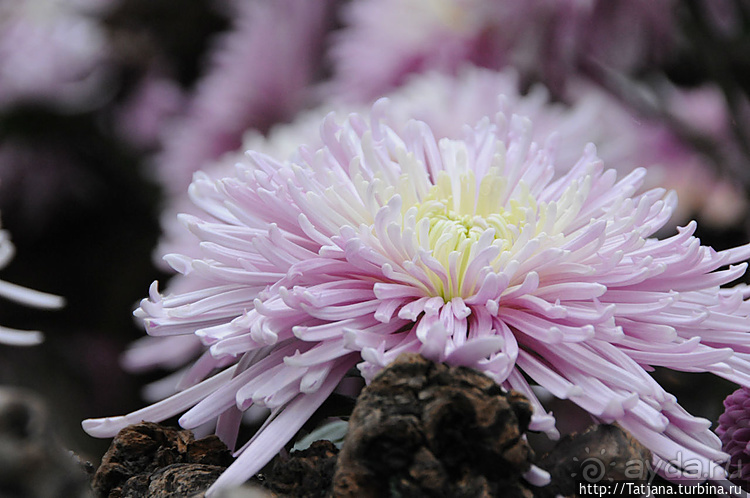 Выставка цветов в Голландии "Floriada"