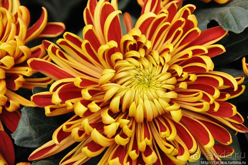 Выставка цветов в Голландии "Floriada"