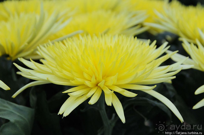 Выставка цветов в Голландии "Floriada"