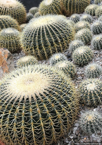 Выставка цветов в Голландии "Floriada"