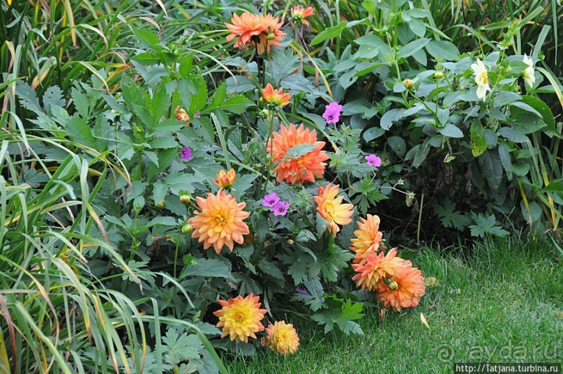 Выставка цветов в Голландии "Floriada"