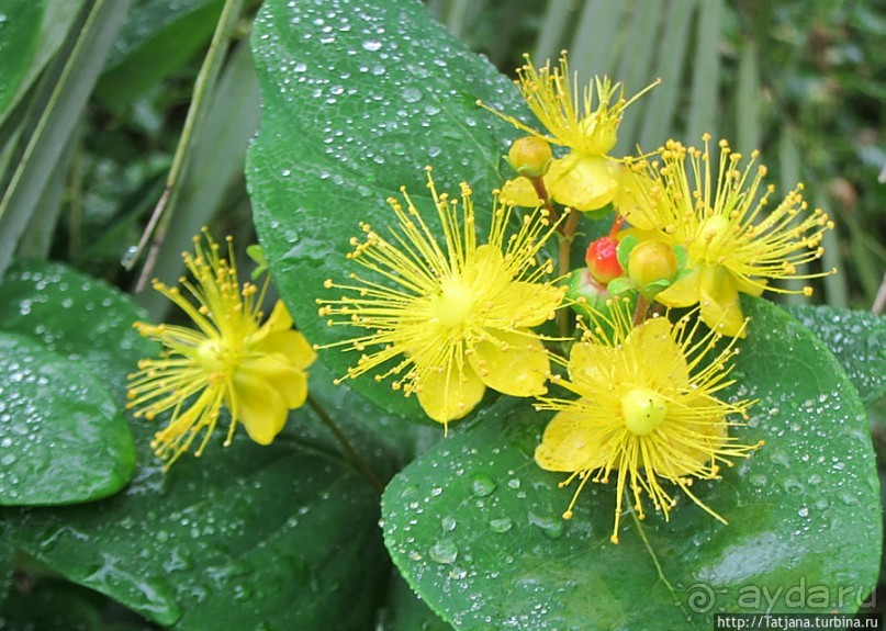 Выставка цветов в Голландии "Floriada"