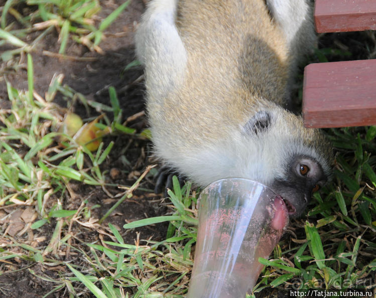 Шустрые обезьянки в отеле "Sautern Palms Beach Resort"