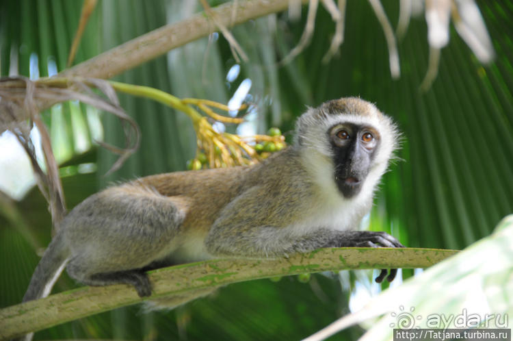 Шустрые обезьянки в отеле "Sautern Palms Beach Resort"