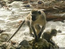 Шустрые обезьянки в отеле "Sautern Palms Beach Resort"