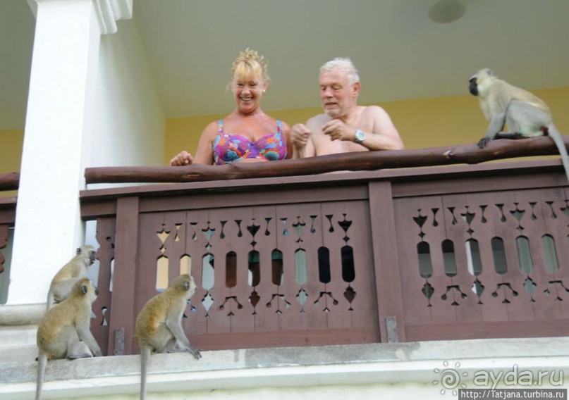 Шустрые обезьянки в отеле "Sautern Palms Beach Resort"