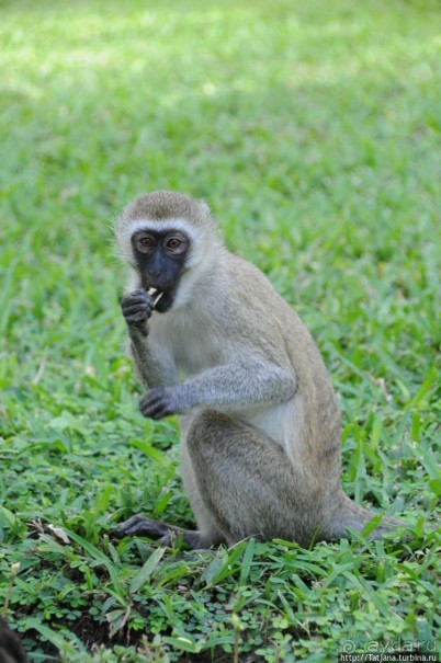 Шустрые обезьянки в отеле "Sautern Palms Beach Resort"