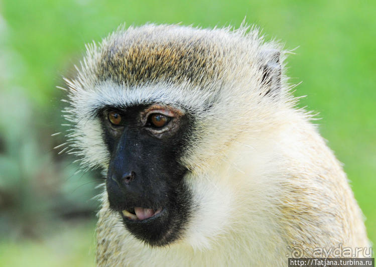 Шустрые обезьянки в отеле "Sautern Palms Beach Resort"