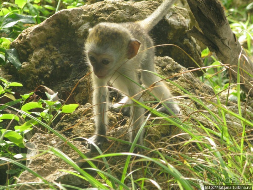 Шустрые обезьянки в отеле "Sautern Palms Beach Resort"