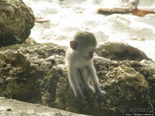 Шустрые обезьянки в отеле "Sautern Palms Beach Resort"