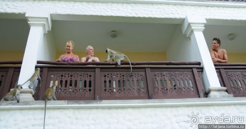 Шустрые обезьянки в отеле "Sautern Palms Beach Resort"