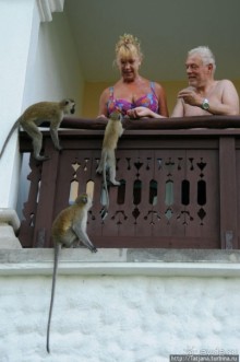 Шустрые обезьянки в отеле "Sautern Palms Beach Resort"