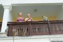 Шустрые обезьянки в отеле "Sautern Palms Beach Resort"