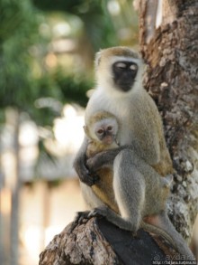 Шустрые обезьянки в отеле "Sautern Palms Beach Resort"