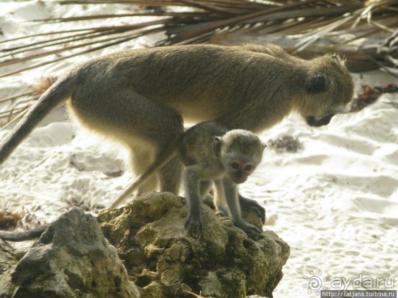 Шустрые обезьянки в отеле "Sautern Palms Beach Resort"